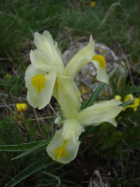 Image of Juno caucasica specimen.