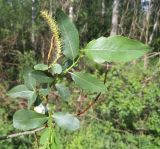 Salix × schumanniana. Побег с мужским соцветием. Московская обл., Лотошинский р-н, окр. дер. Савостино. 19.05.2013.