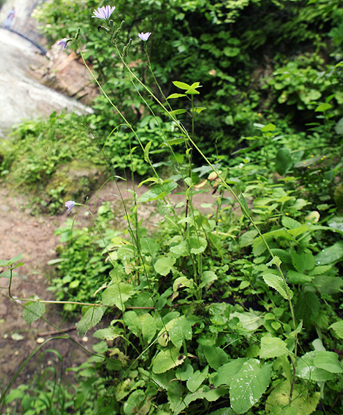 Image of Lactuca tatarica specimen.