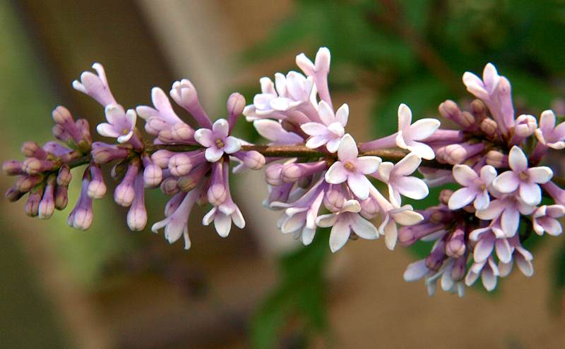 Image of Syringa &times; henryi specimen.