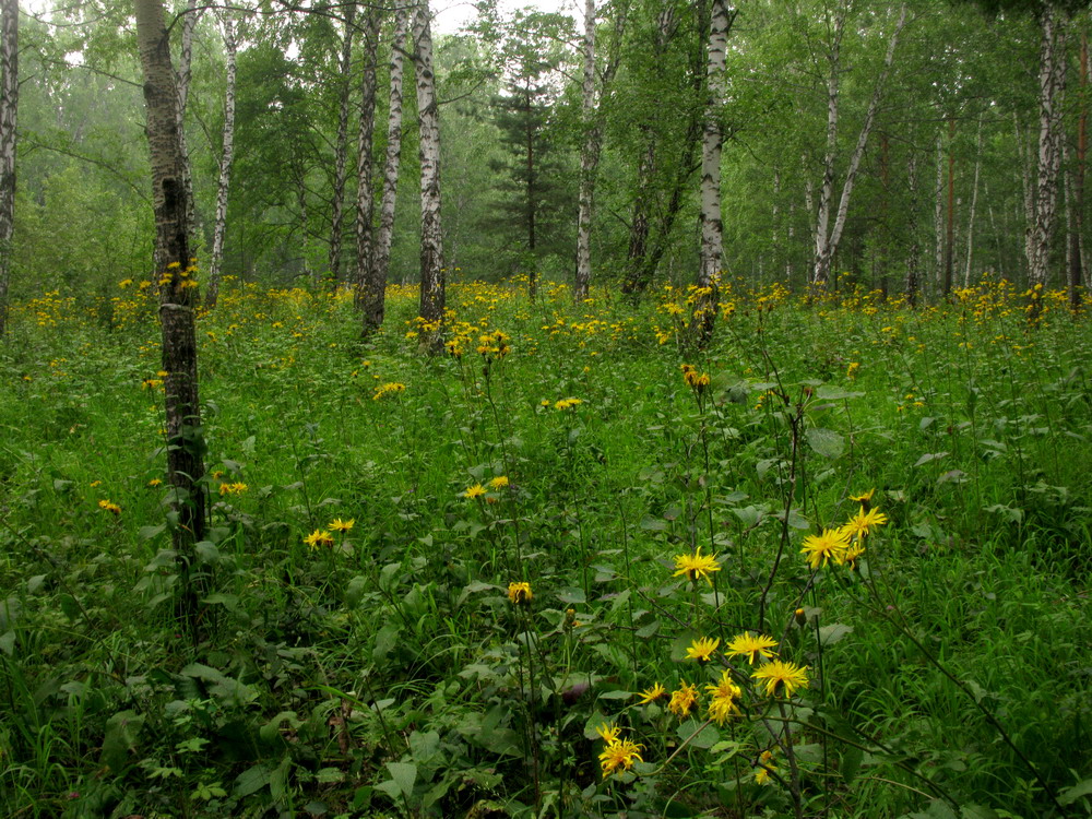 Изображение особи Crepis sibirica.