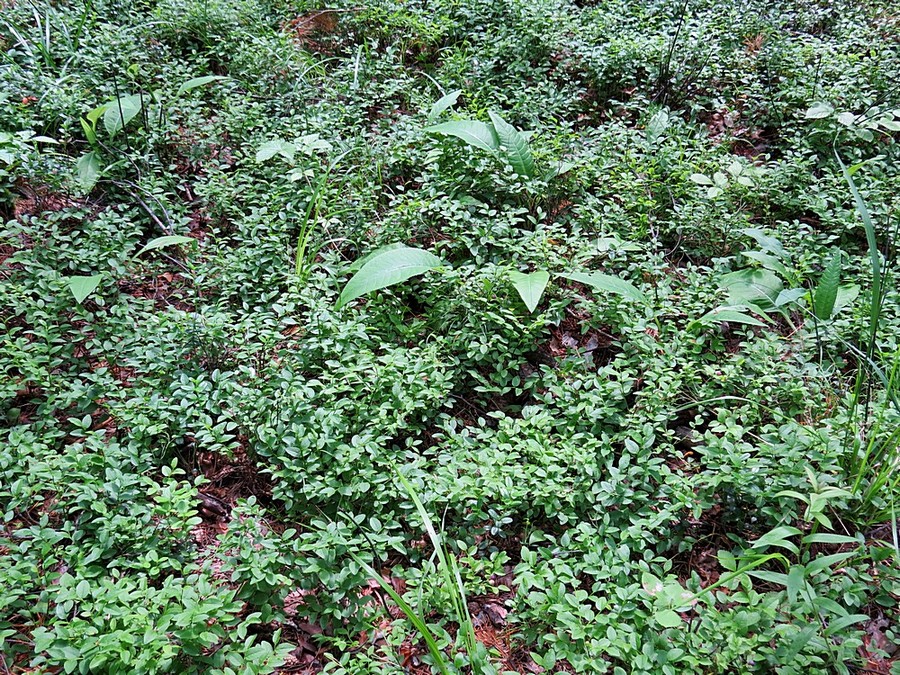 Image of Vaccinium myrtillus specimen.