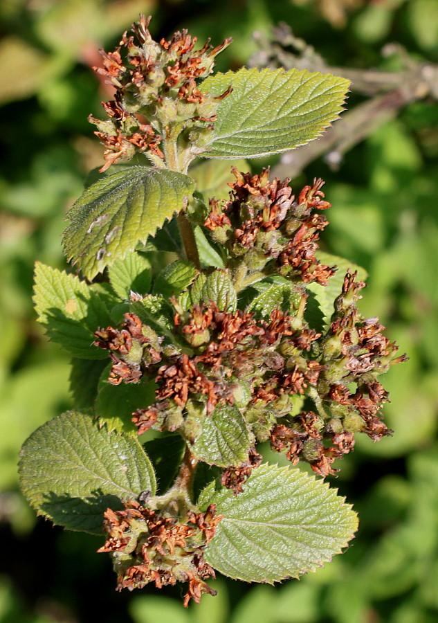 Image of Jamesia americana specimen.