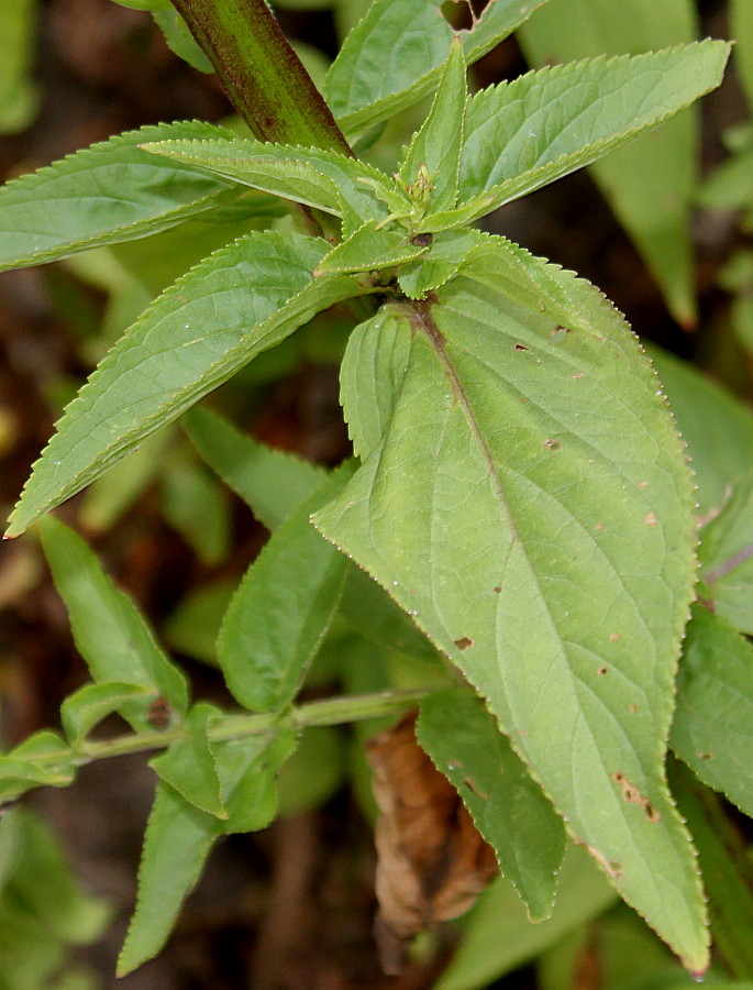 Изображение особи Scrophularia umbrosa.