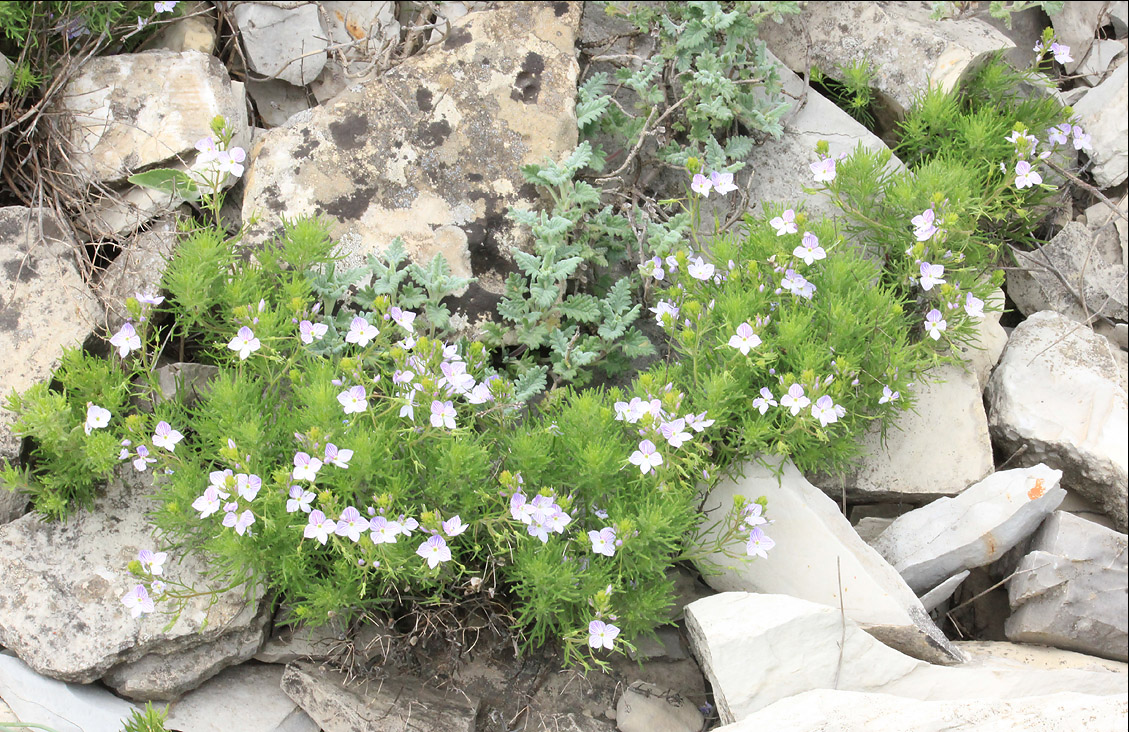 Image of Veronica filifolia specimen.