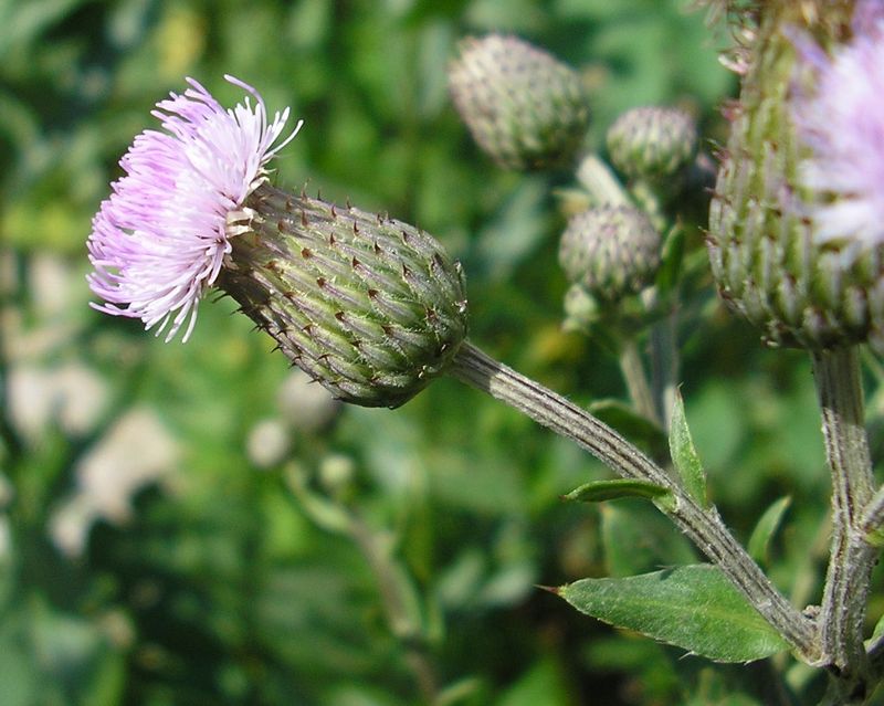 Image of Cirsium setosum specimen.