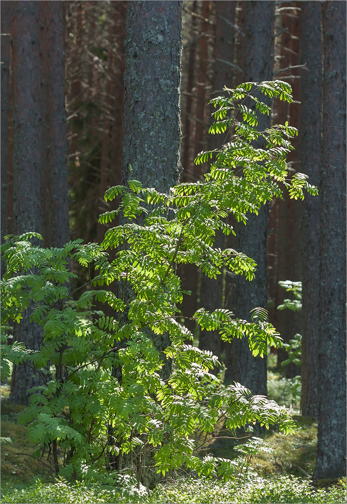 Image of Sorbus aucuparia specimen.