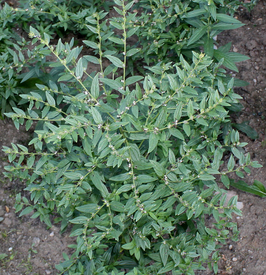 Image of Lithospermum officinale specimen.