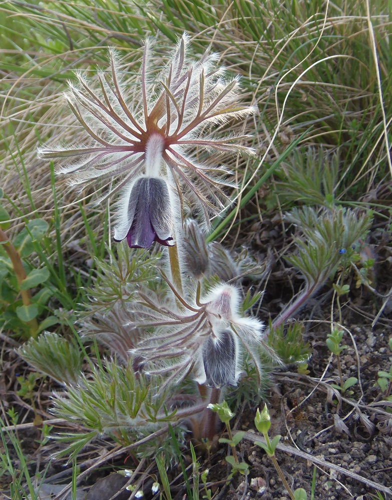 Изображение особи Pulsatilla bohemica.