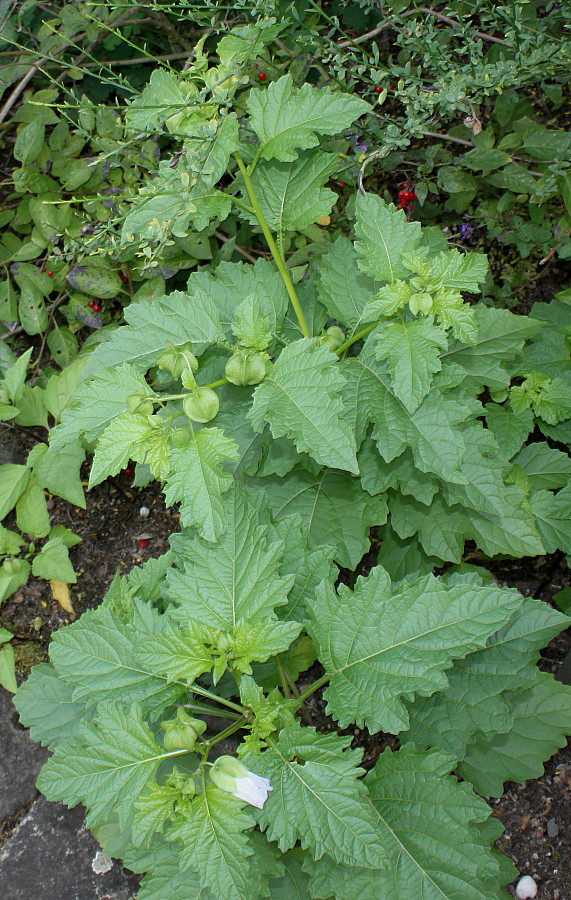 Изображение особи Nicandra physalodes.