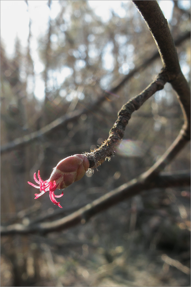 Image of Corylus avellana specimen.