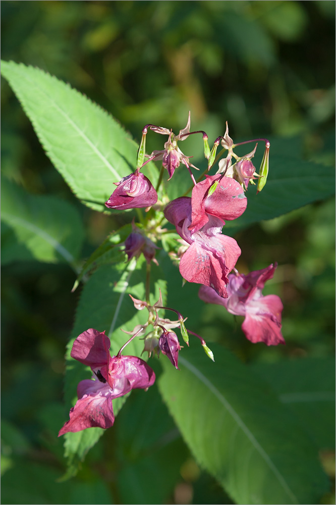 Изображение особи Impatiens glandulifera.