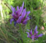 Astragalus onobrychis. Соцветие. Белгородская обл., Губкинский р-н, запов. \"Белогорье\", \"Ямская степь\". 14 июня 2009 г.