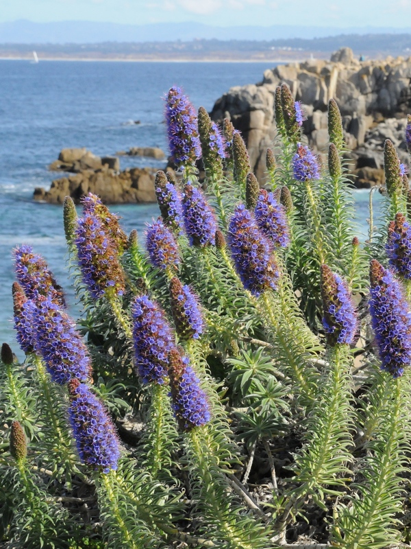 Изображение особи Echium candicans.