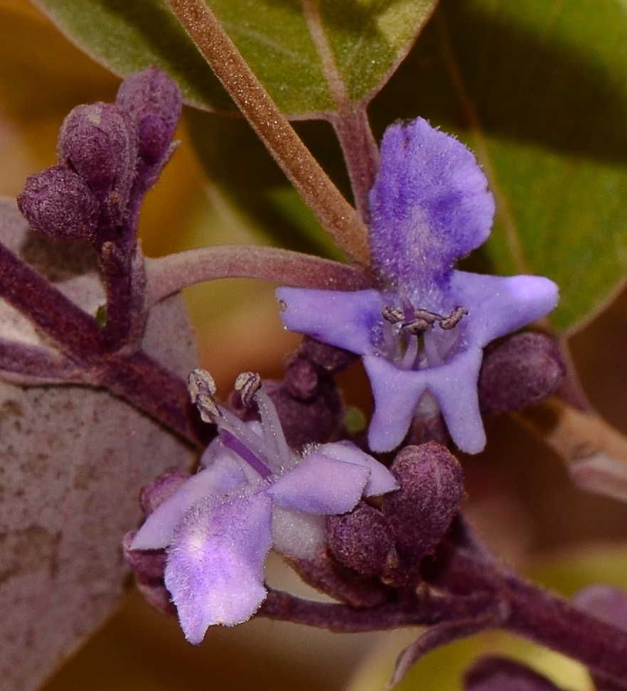 Image of Vitex trifolia var. purpurea specimen.