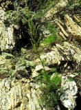 Artemisia commutata. Зацветающее растение. Хакасия, Бейский р-н, р. Уй, скалистый склон. 07.08.2011.