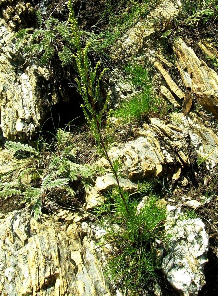 Image of Artemisia commutata specimen.