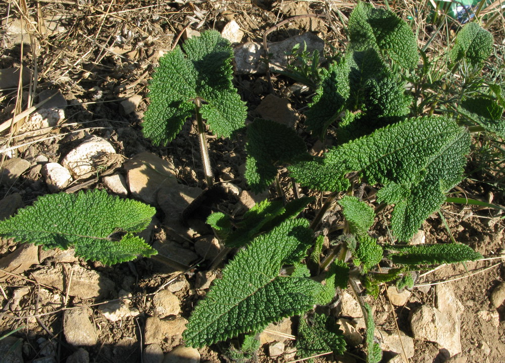 Image of Phlomoides tuberosa specimen.