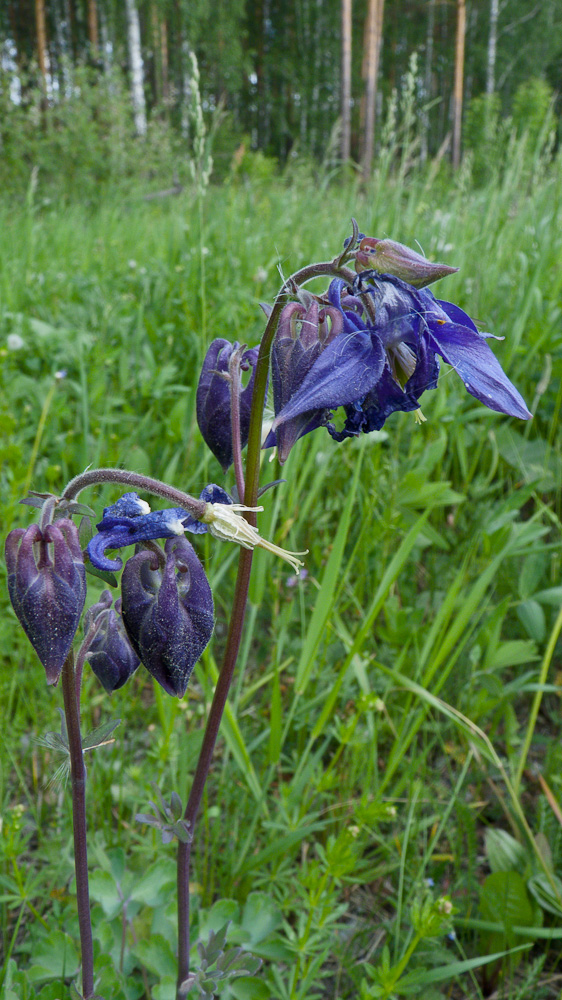 Изображение особи Aquilegia vulgaris.