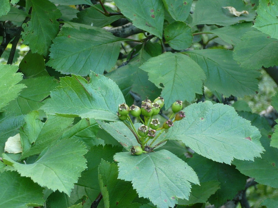 Image of Crataegus sanguinea specimen.