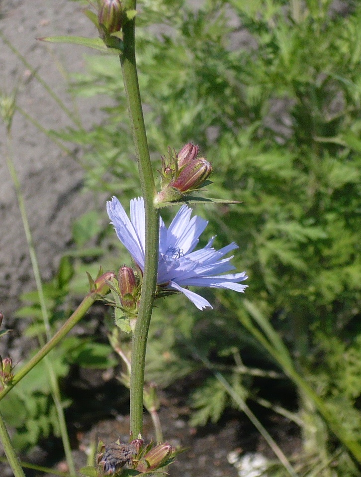 Image of Cichorium intybus specimen.