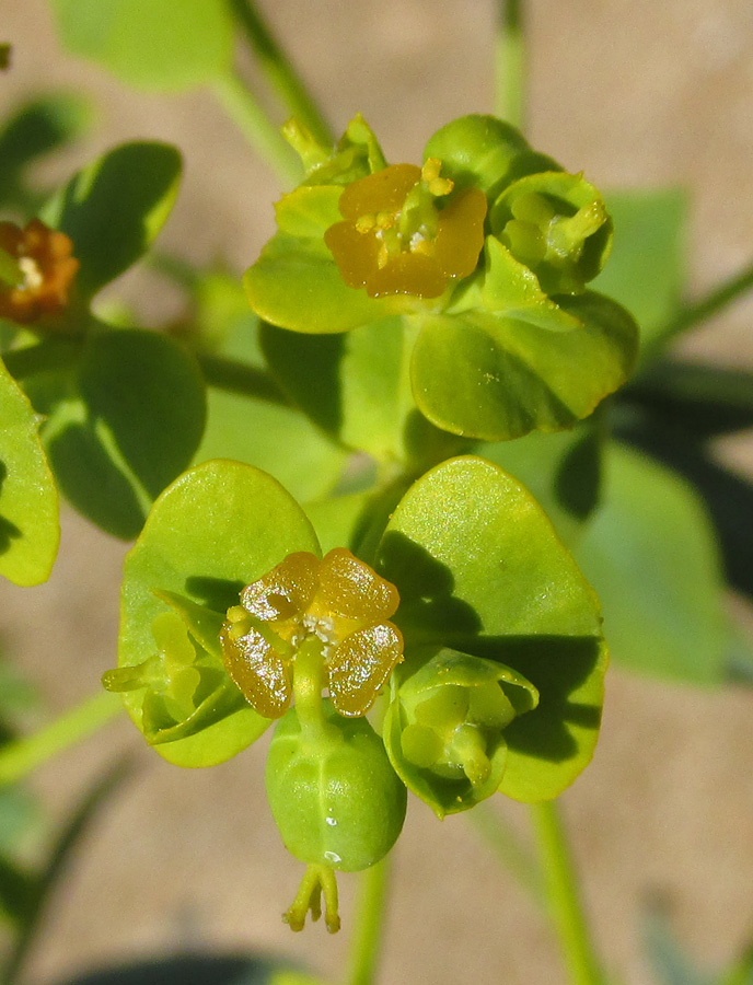 Изображение особи Euphorbia seguieriana.