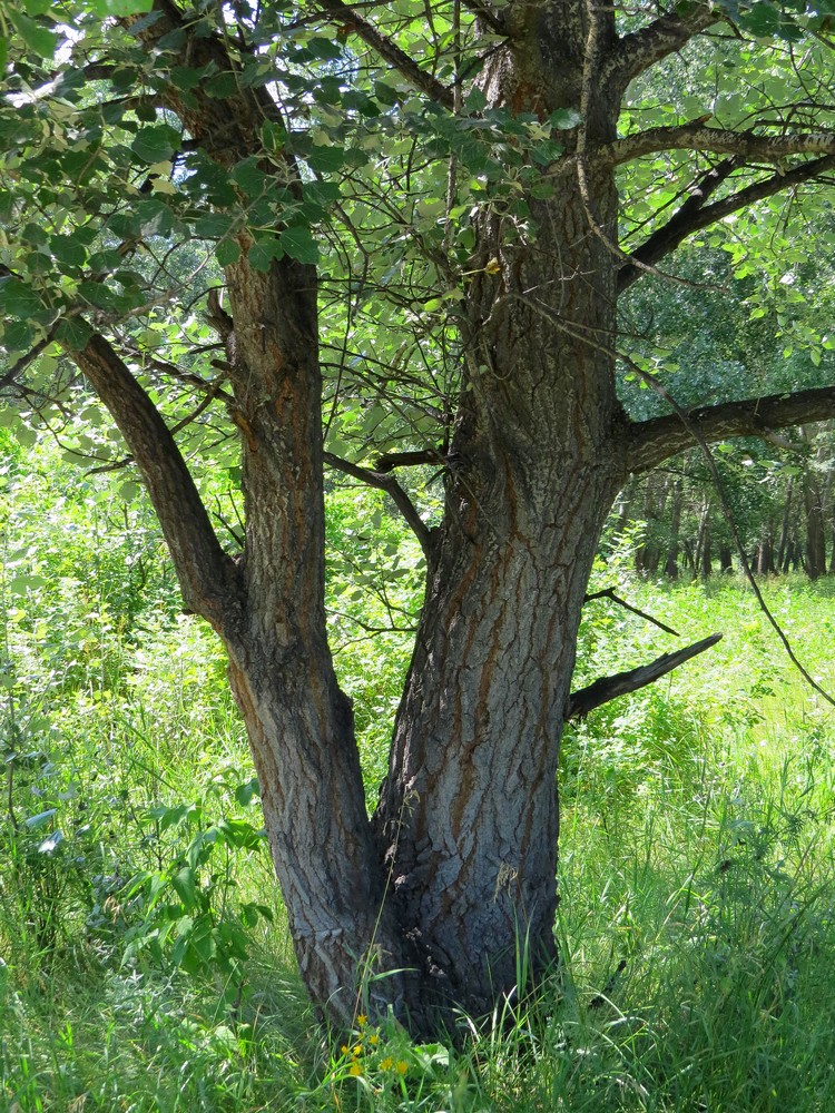 Изображение особи Populus alba.