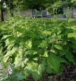 Telekia speciosa. Зацветающие растения. Германия, г. Дюссельдорф, Ботанический сад университета. 03.06.2014.