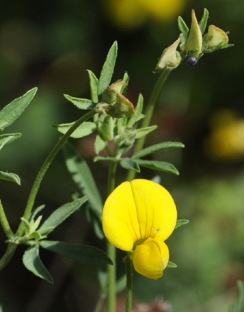 Image of Lotus tenuis specimen.