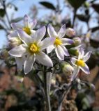 Solanum nigrum