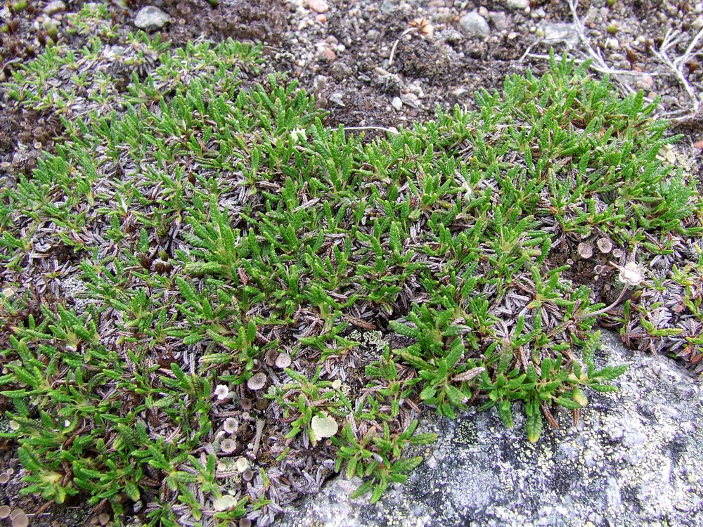 Image of Dryas octopetala ssp. subincisa specimen.