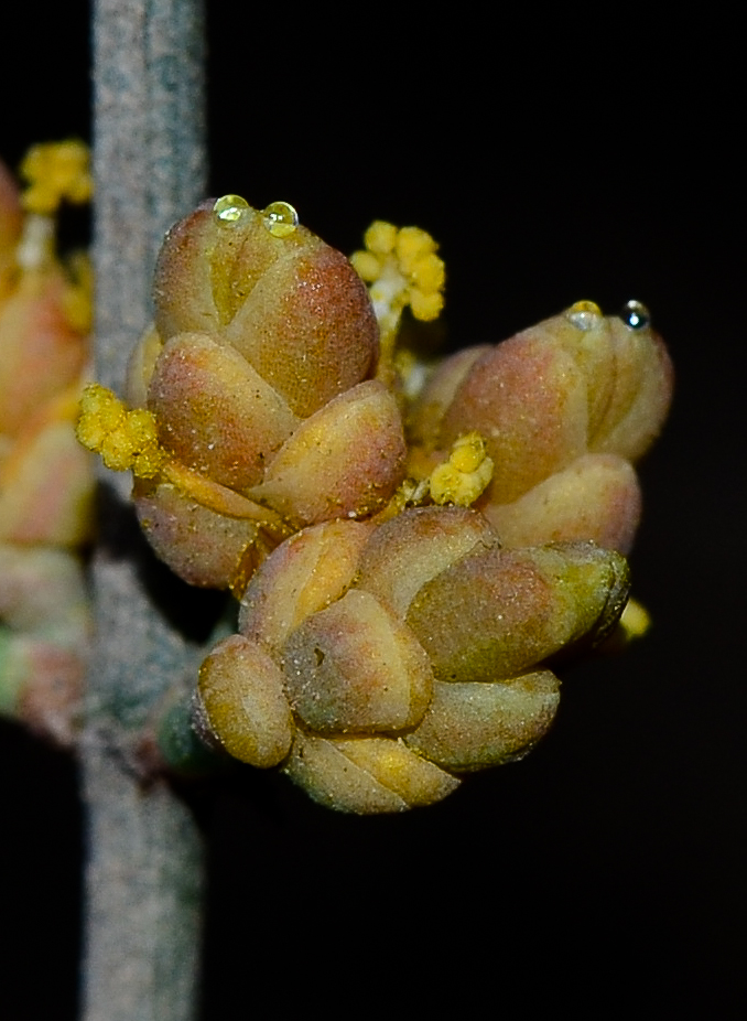 Image of Ephedra foeminea specimen.