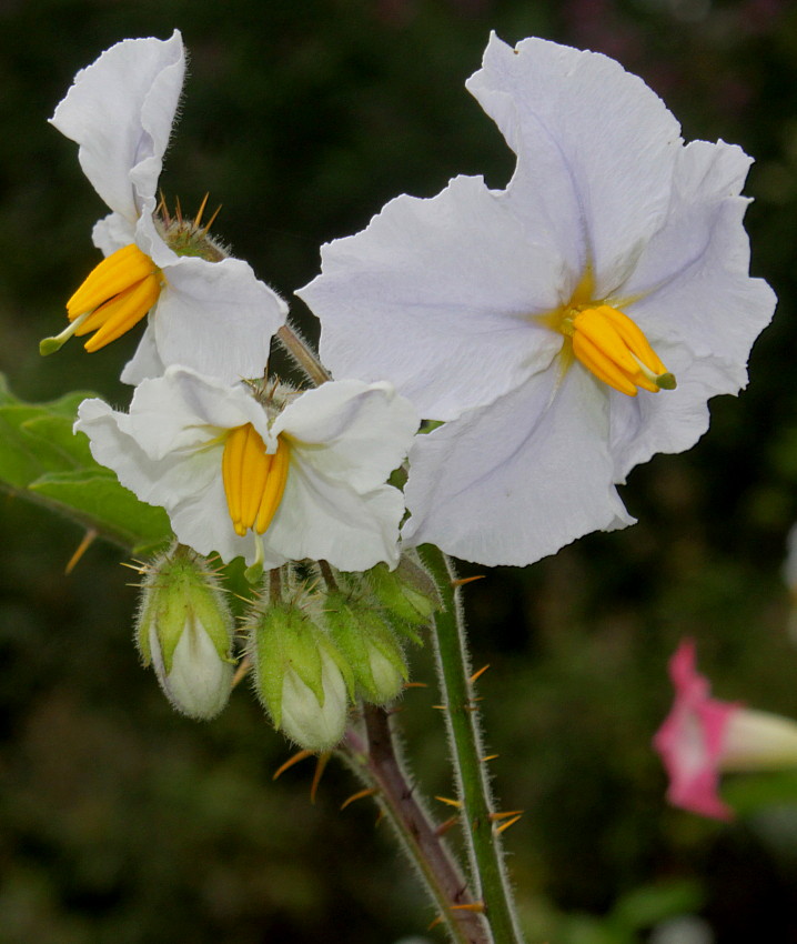 Изображение особи Solanum sisymbriifolium.