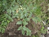 Mertensia maritima