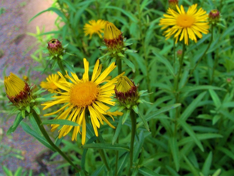 Изображение особи Inula salicina.