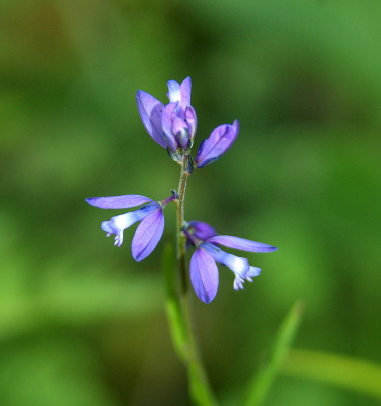 Image of Polygala wolfgangiana specimen.