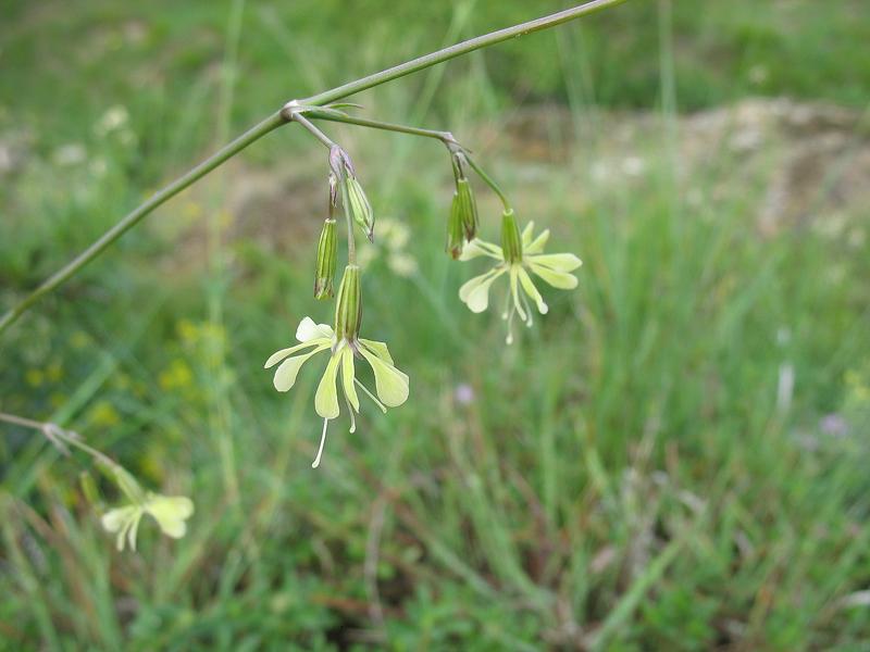 Image of Silene saxatilis specimen.