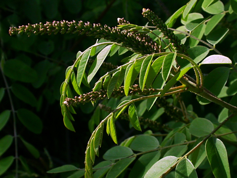 Image of Amorpha fruticosa specimen.