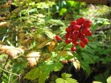 Actaea erythrocarpa