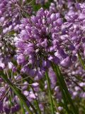 Смотреть изображение Allium rubens
