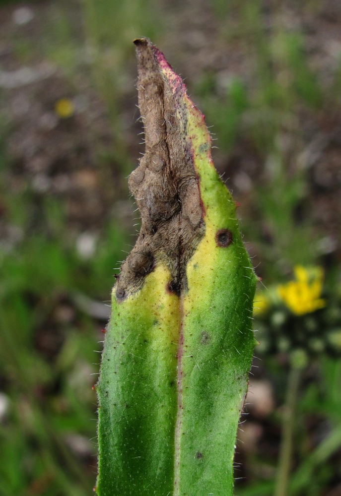 Image of Pilosella caespitosa specimen.