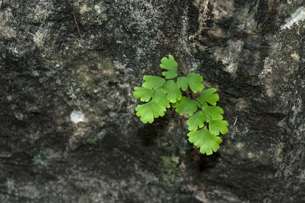 Image of Adiantum capillus-veneris specimen.