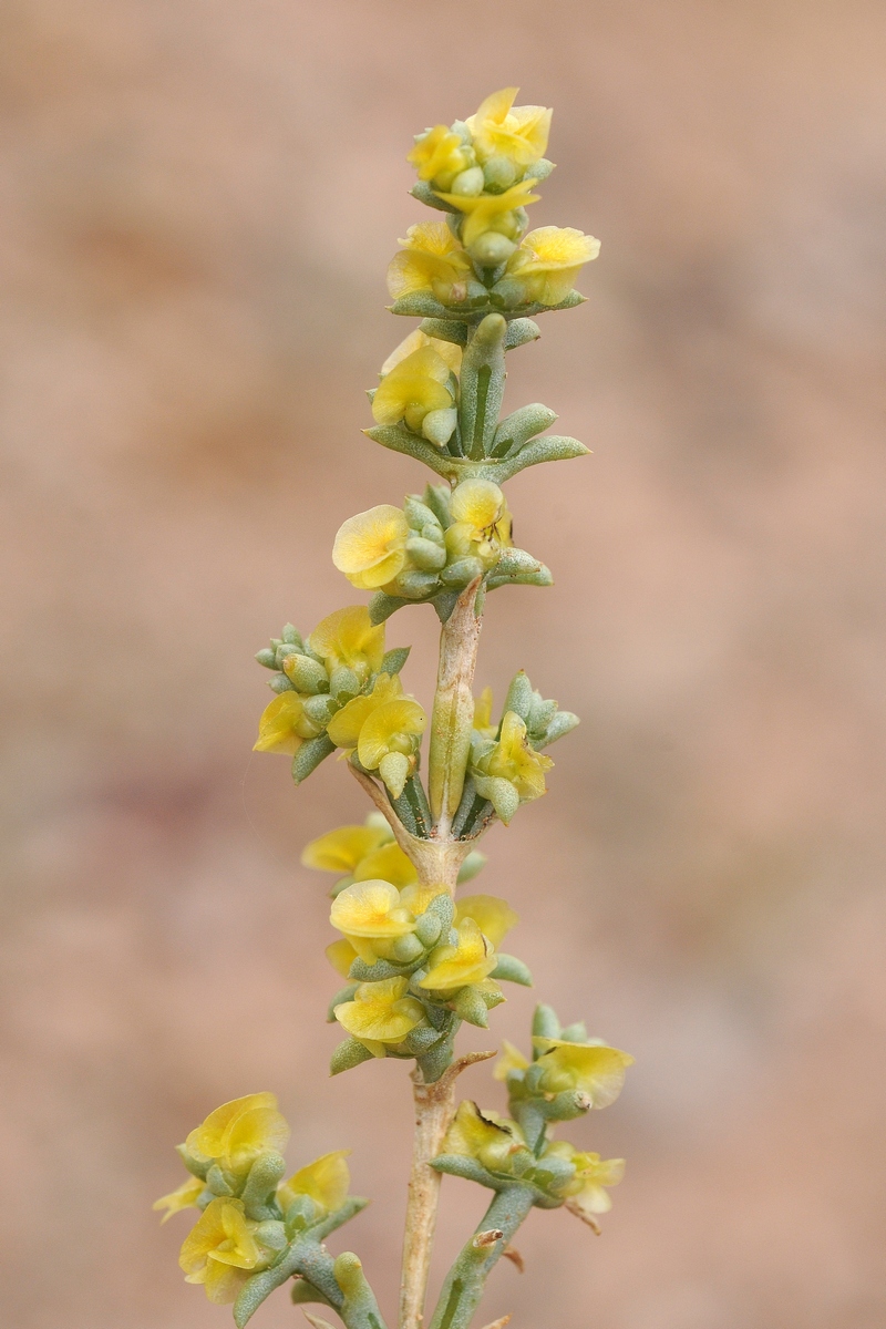 Image of Arthrophytum iliense specimen.