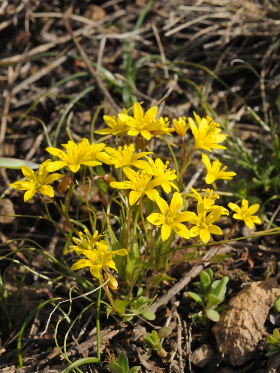 Image of Gagea tenera specimen.