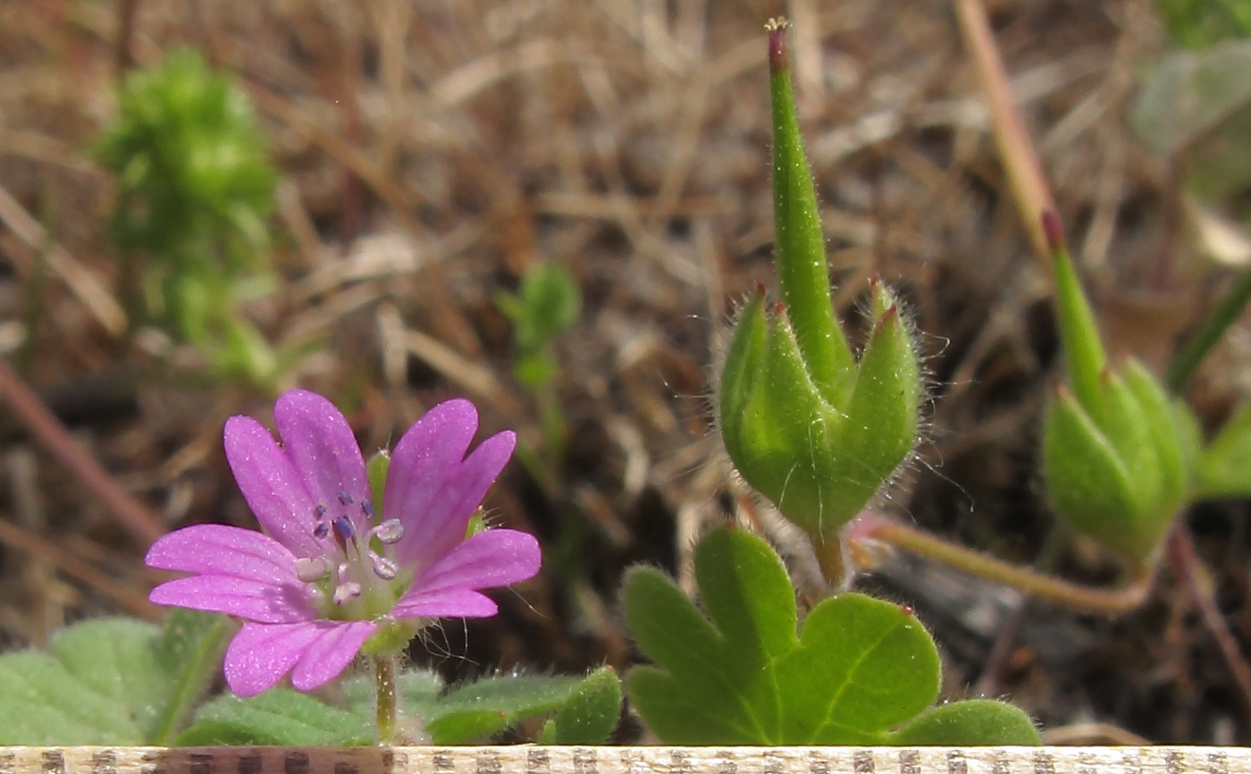 Image of Geranium molle specimen.