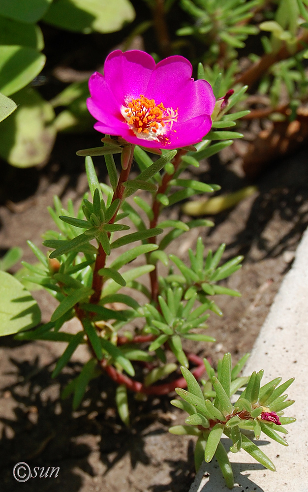 Image of Portulaca grandiflora specimen.