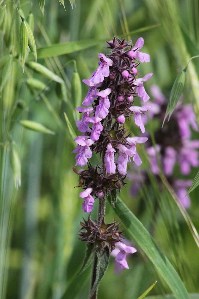 Изображение особи Stachys palustris.