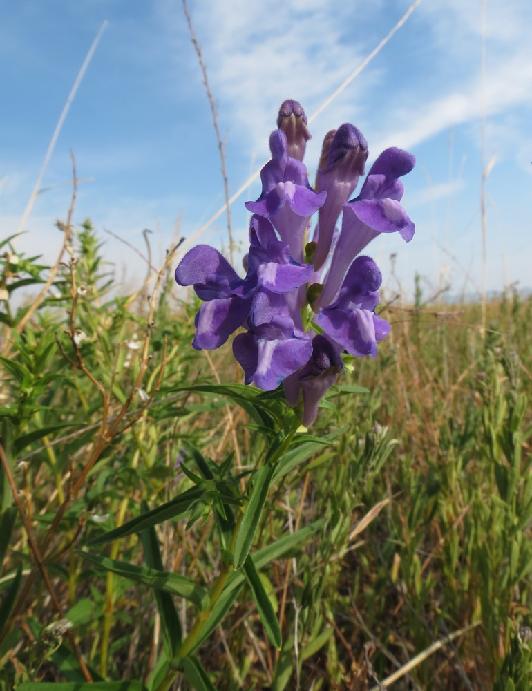 Изображение особи Scutellaria baicalensis.