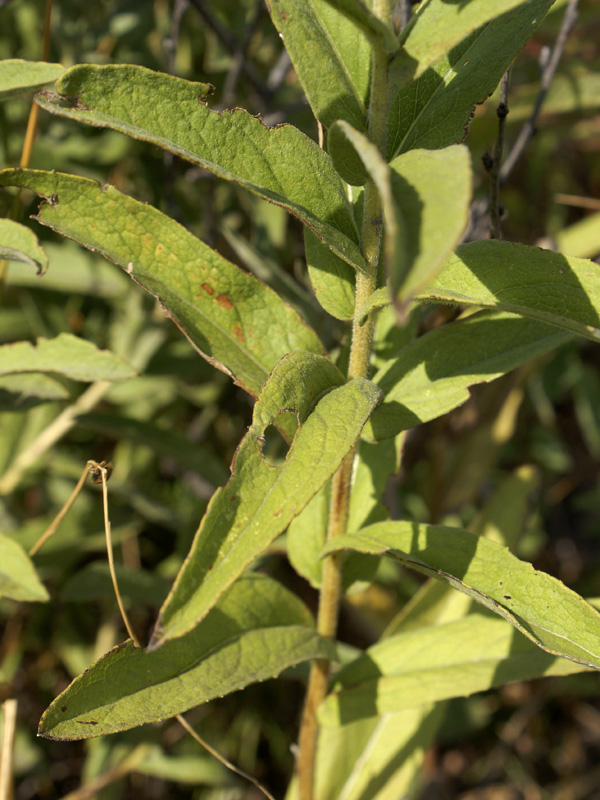 Изображение особи Inula germanica.