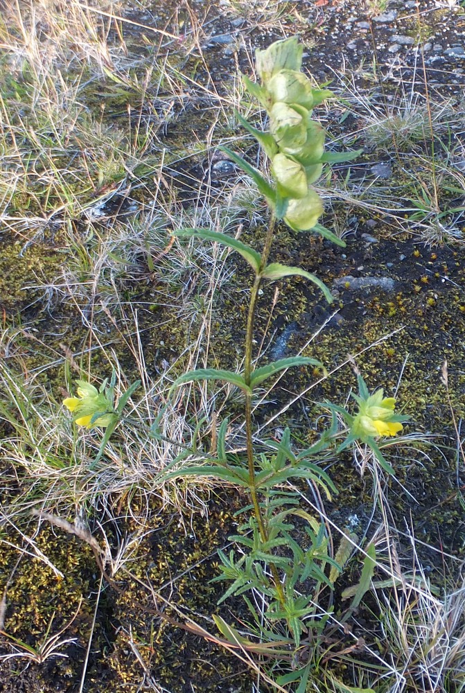 Изображение особи Rhinanthus groenlandicus.